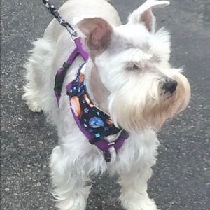 Meet your Posher, Thomas